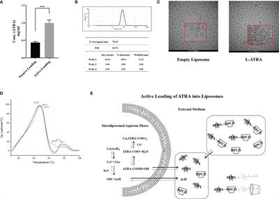 Sustained Drug Release From Liposomes for the Remodeling of Systemic Immune Homeostasis and the Tumor Microenvironment